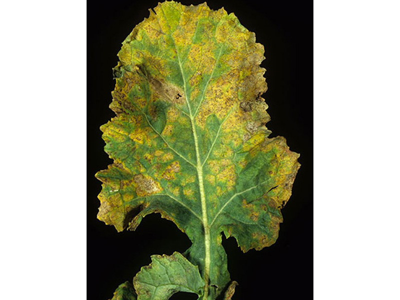 Plamenjača uljane repice (Pernospora brassicae) - Slika 1