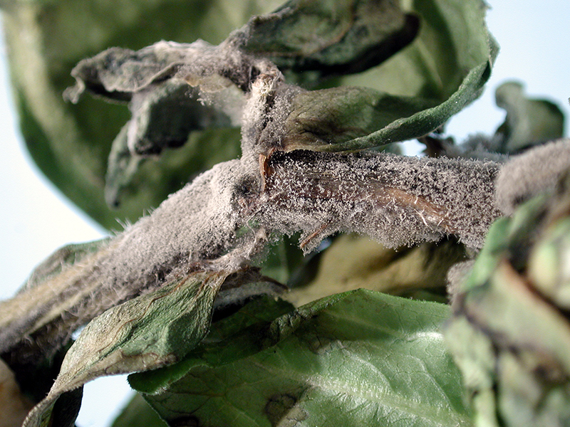 Siva plesan repice (Botrytis cinerea) - Slika 1