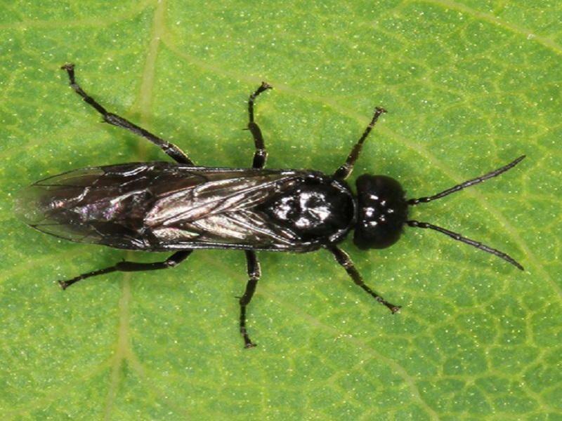 - Trešnjina osica  –  (Caliroa cerasi) - Slika 1