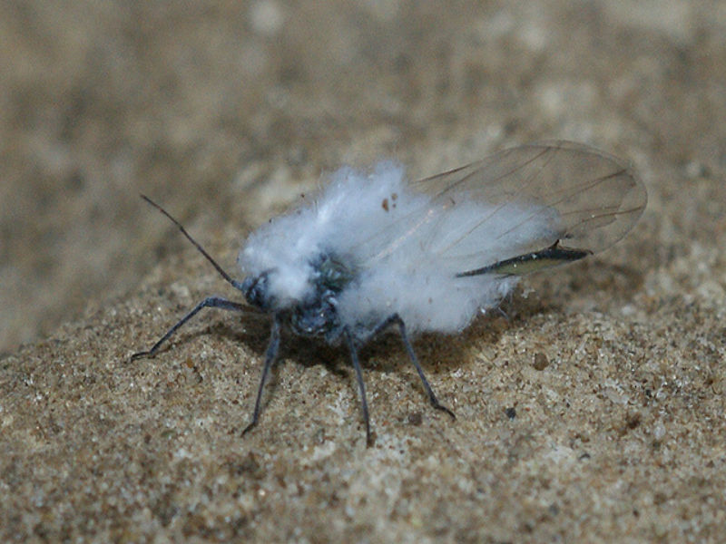 Krvava vaš - Eriosoma lanigerum - Slika 8
