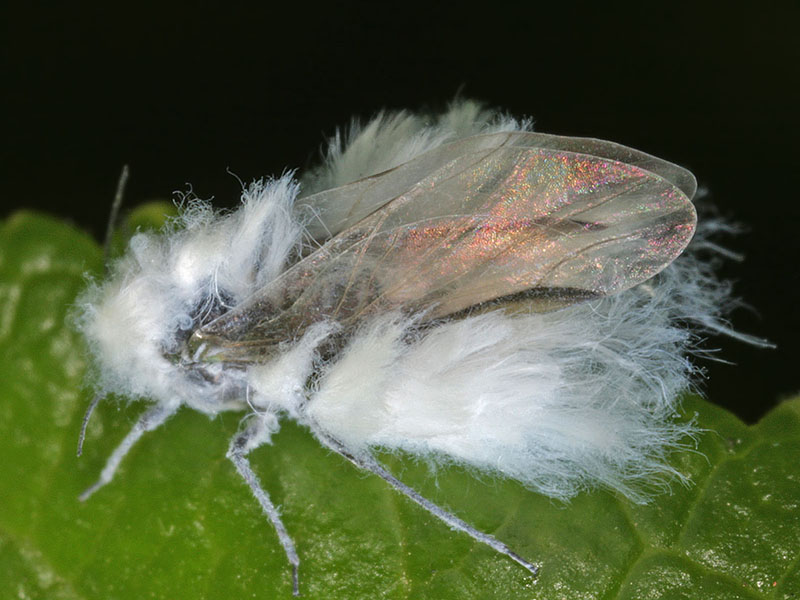 Krvava vaš - Eriosoma lanigerum - Slika 7