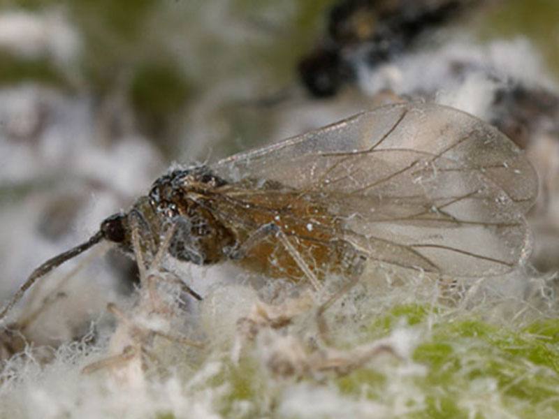 Krvava vaš - Eriosoma lanigerum - Slika 5