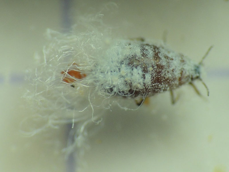 Krvava vaš - Eriosoma lanigerum - Slika 1
