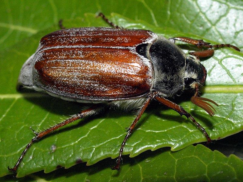 Majski gundelj - Melolontha sp. vocarstvo - Slika 2