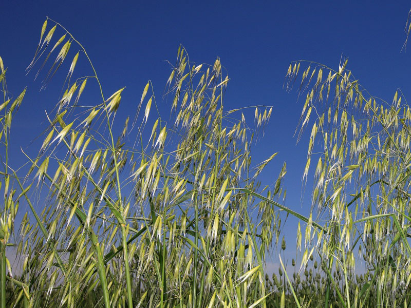 Divlji ovas – Avena fatua u voćarstvu - Slika 3