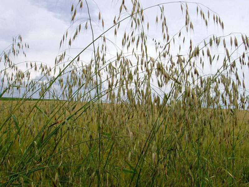 Divlji ovas – Avena fatua u voćarstvu - Slika 2