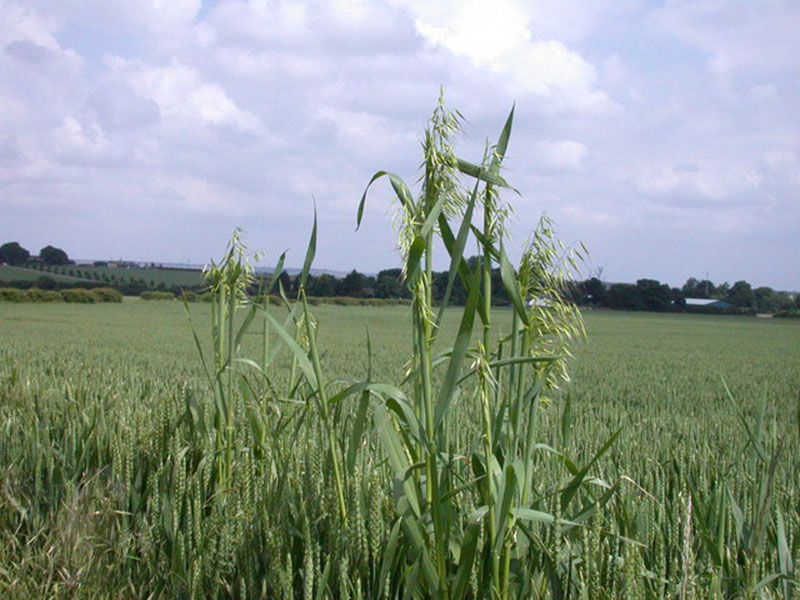 Divlji ovas – Avena fatua u vinogradarstvu