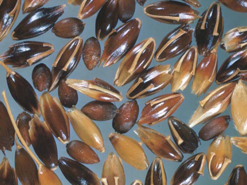 Divlji sirak – Sorghum halepense u ratarstvu - Slika 5