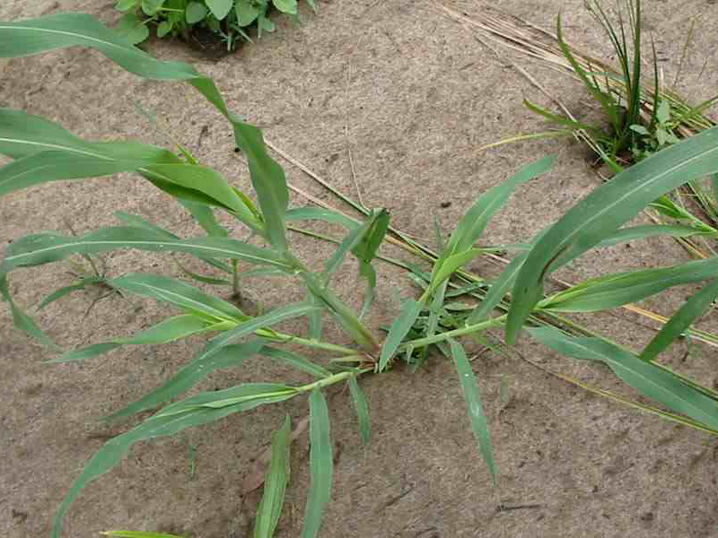 Divlji sirak – Sorghum halepense u povrtarstvu