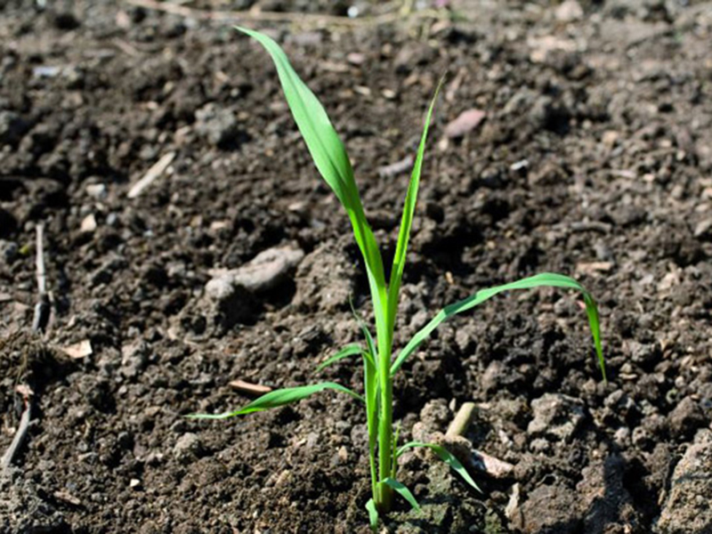 Divlji sirak – Sorghum halepense u voćarstvu - Slika 3