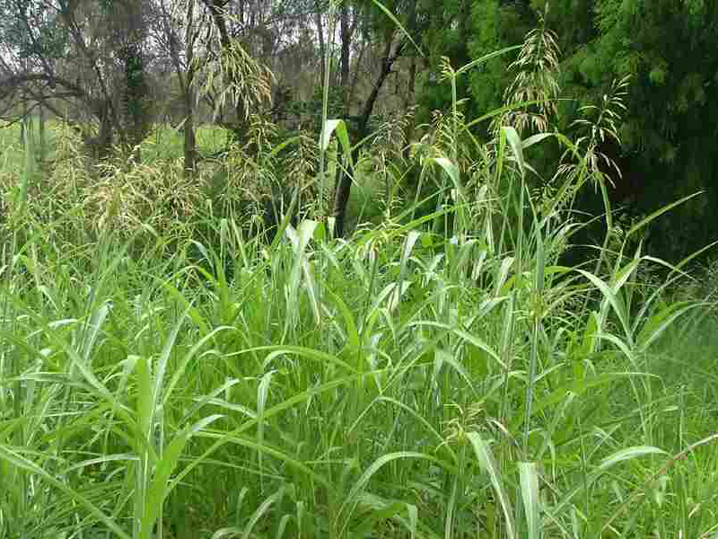 Divlji sirak – Sorghum halepense u vinogradima