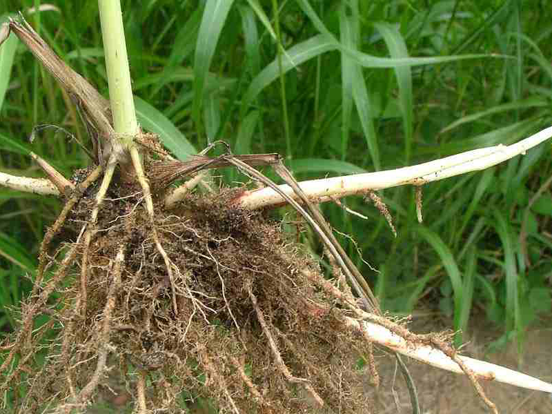 Divlji sirak – Sorghum halepense u vinogradima - Slika 2