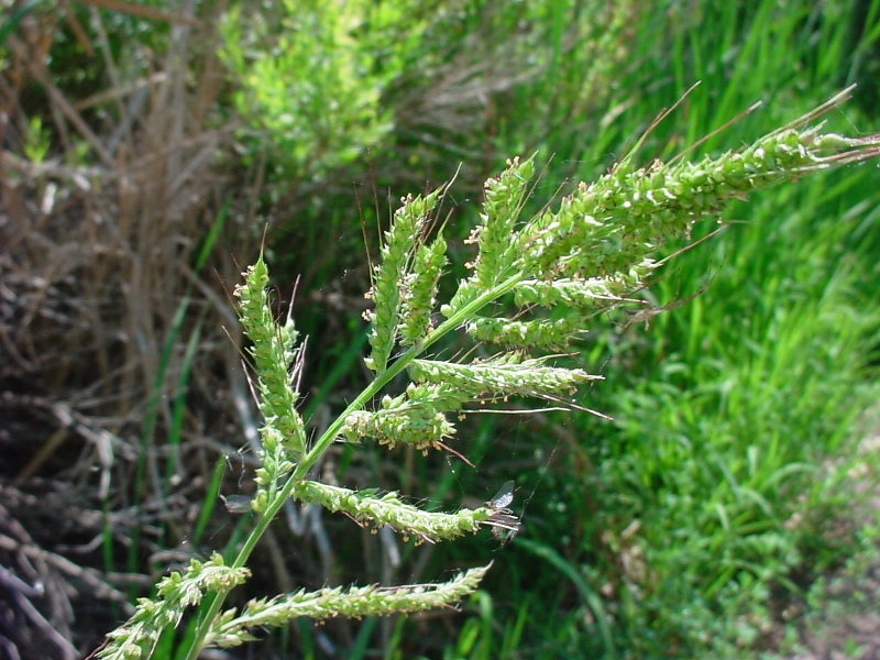 Korovska proso – Echinochola crus galli u ratarstvu - Slika 1