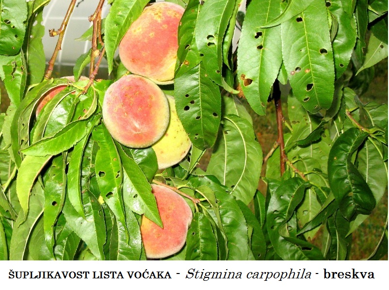 Šupljikavost lišća voća - Stigmina carpophila - breskva