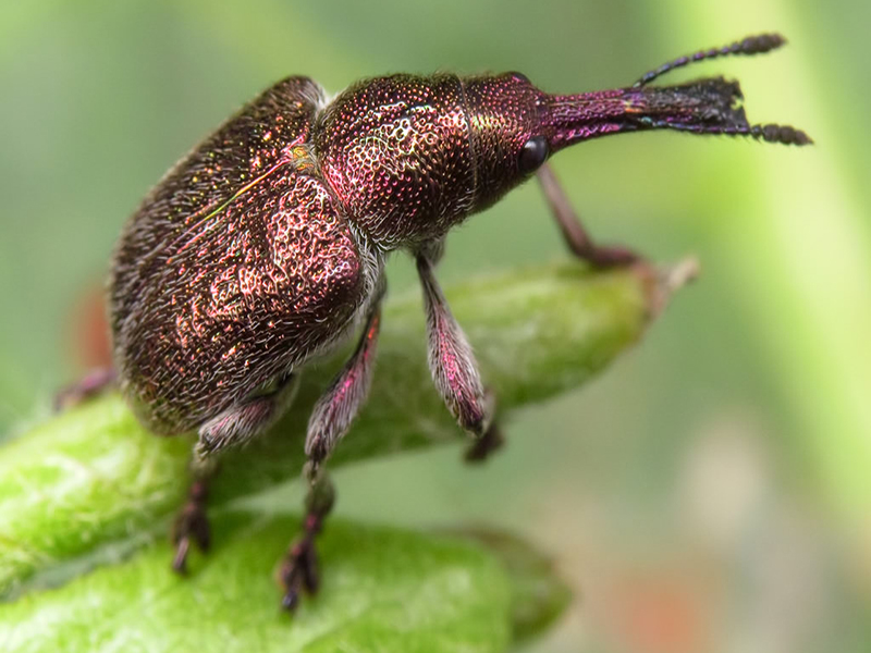 Višnjin svrdlaš – Rhynchites auratus - Slika 2