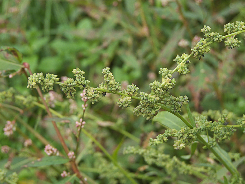 Obična loboda – Atriplex patula u ratarstvu - Slika 1