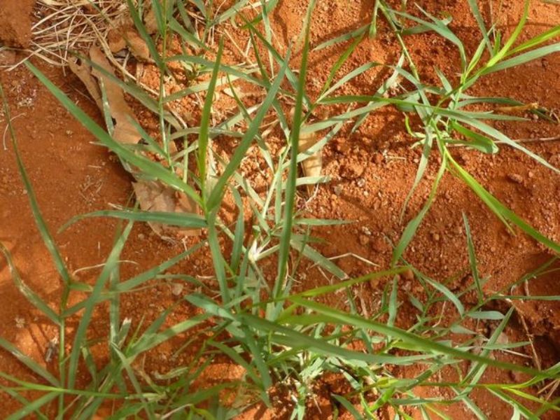 Obična zubača – Cynodon dactylon u ratarstvu