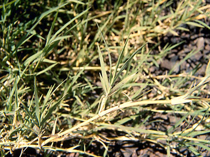 Obična zubača – Cynodon dactylon u voćnjacima - Slika 2