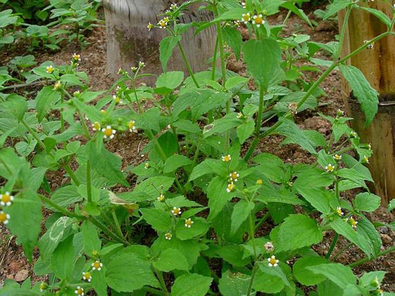 Obična konica – Galinsoga parviflora u ratarstvu - Slika 3