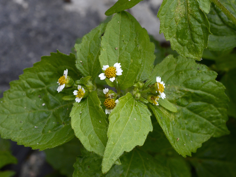 Obična konica – Galinsoga parviflora u povrću - Slika 2