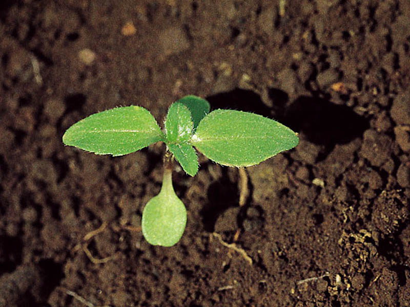Obična konica – Galinsoga parviflora u povrću - Slika 1