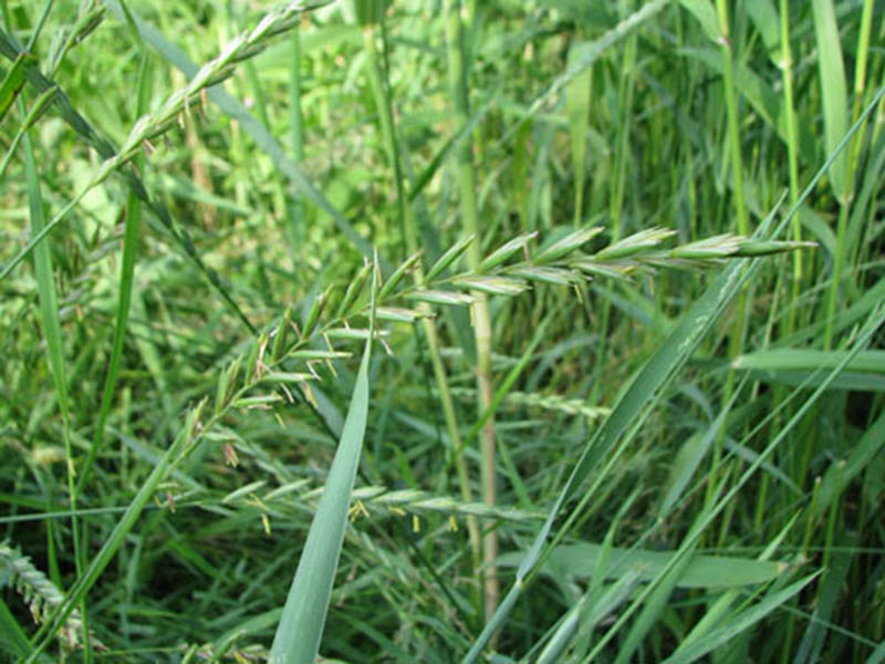 Pirevina – Agropyrum repens u povrću