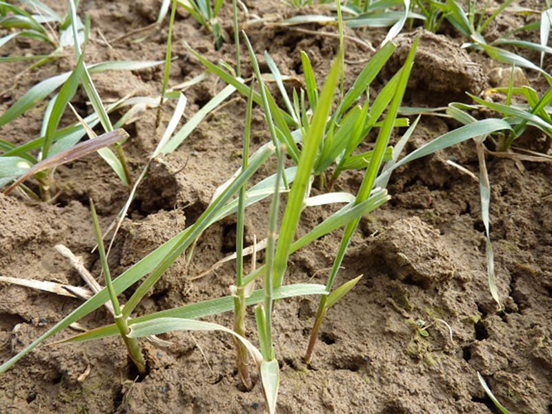 Pirevina – Agropyrum repens u povrću - Slika 2
