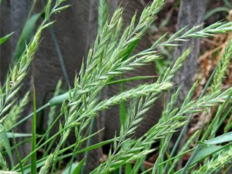 Pirevina – Agropyrum repens u vinogradima - Slika 1