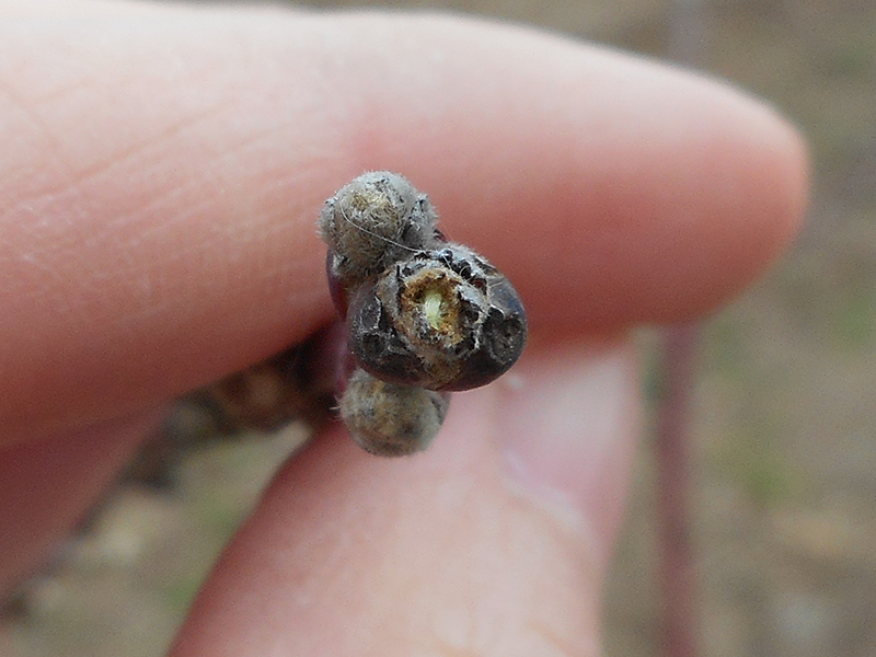 Bliži se opasnost od tafrine (Taphrina deformans)