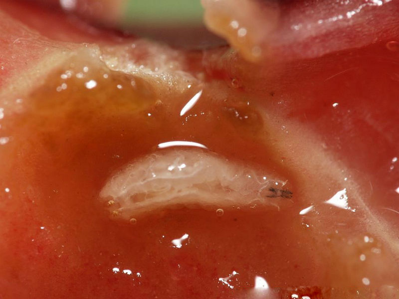 Trešnjina muva – Rhagoletis cerasi - Slika 1