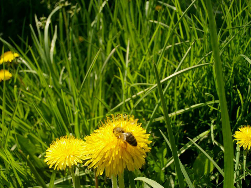 Pčele i zaštita voća - Slika 2