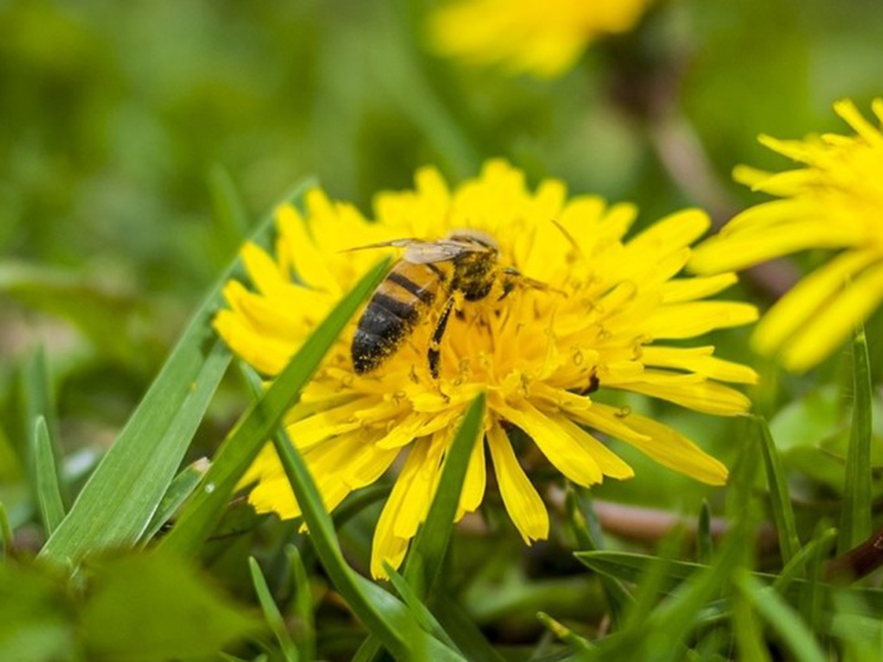 Pčele i zaštita voća - Slika 4