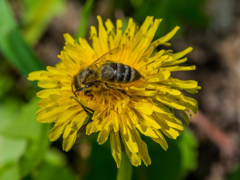 Pčele i zaštita voća - Slika 3