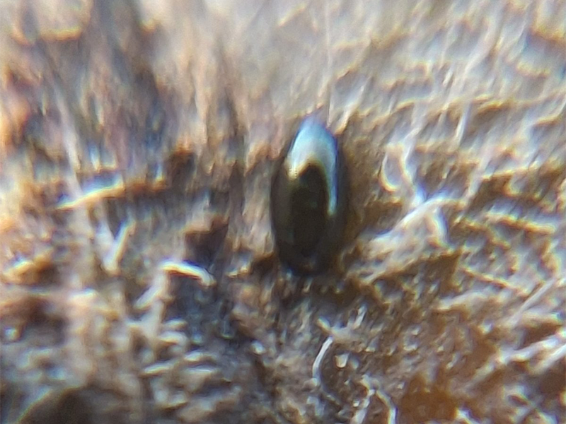 Breskvina zelena vas - veoma neprijatna stetocina - Slika 3