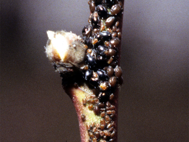 Breskvina zelena vas - veoma neprijatna stetocina - Slika 2