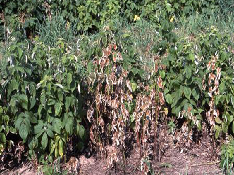 Trulez korena maline – Phytophora fragariae - Slika 2