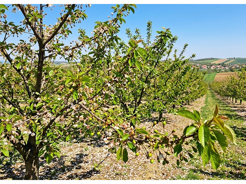 Zastita kosticavog voca u precvetavanju