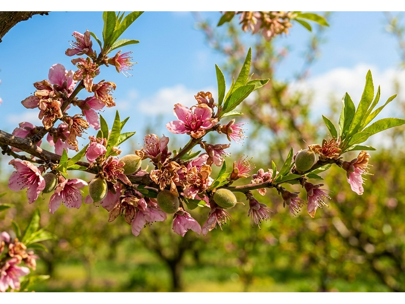 Zastita Breskve i nektarine u precvetavanju