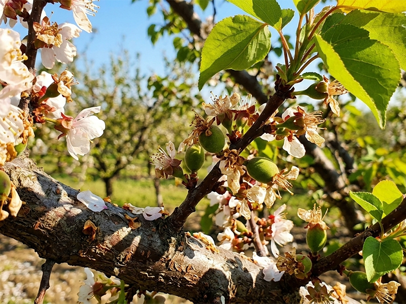Zastita kajsije u precvetavanju