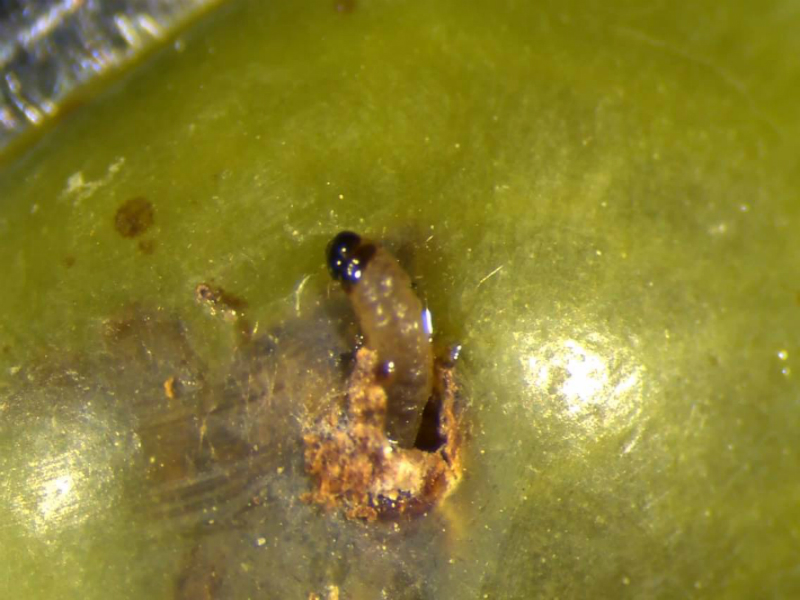 Žuti grozdov smotavac – Eupoecilia ambiguella - Slika 3