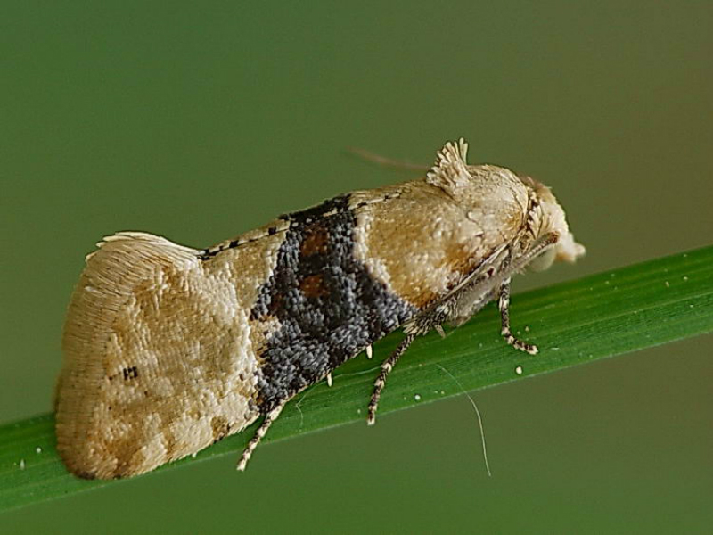 Žuti grozdov smotavac – Eupoecilia ambiguella - Slika 2