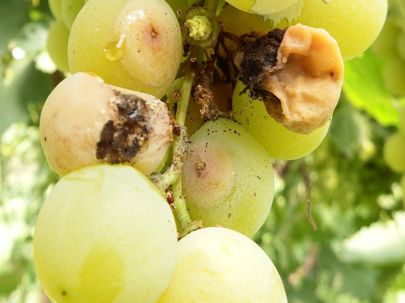 Žuti grozdov smotavac – Eupoecilia ambiguella