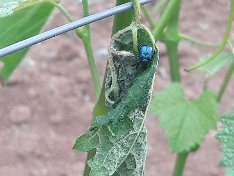 Cigaraš- Bystiscus betulae u vinovoj lozi