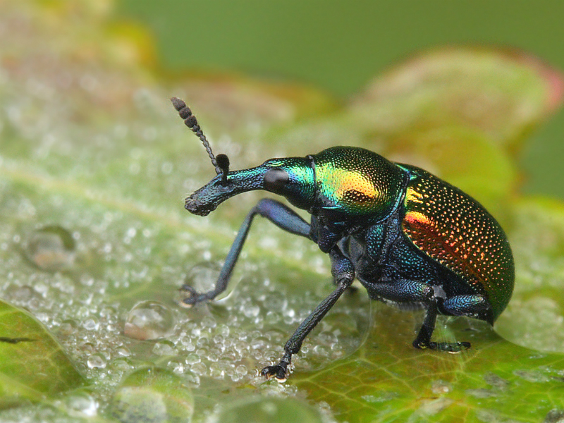 Cigaraš- Bystiscus betulae u voćarstvu