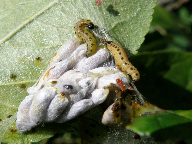 Jabukin moljac – Hyponomeuta malinellus - Slika 2