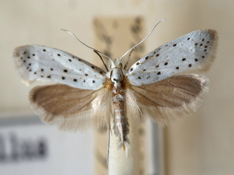Jabukin moljac – Hyponomeuta malinellus - Slika 1