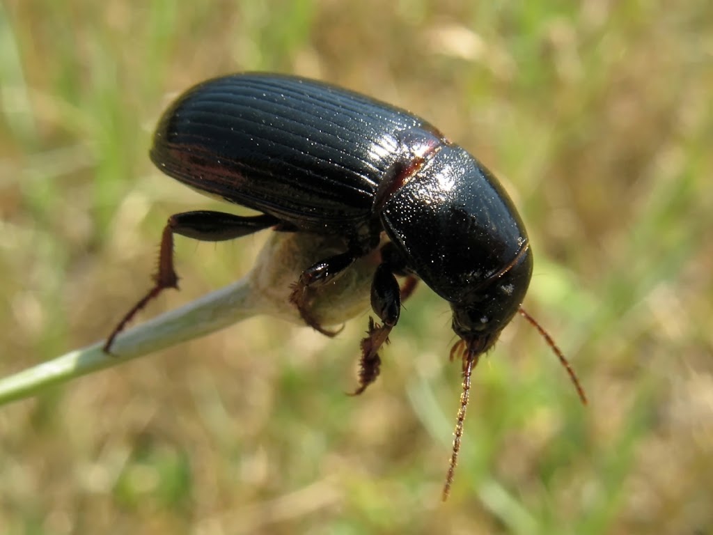 Žitni bauljar (Zabrus tenebrioides) - Slika 1