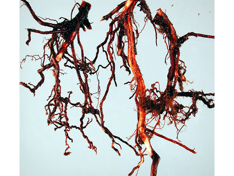 Trulez korena kupine – Phytophora fragariae - Slika 2