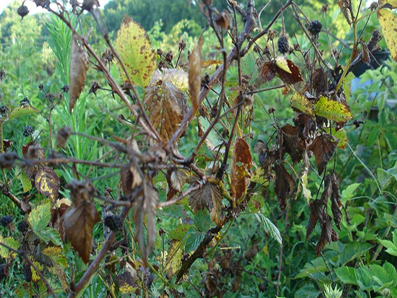 Trulez korena kupine – Phytophora fragariae