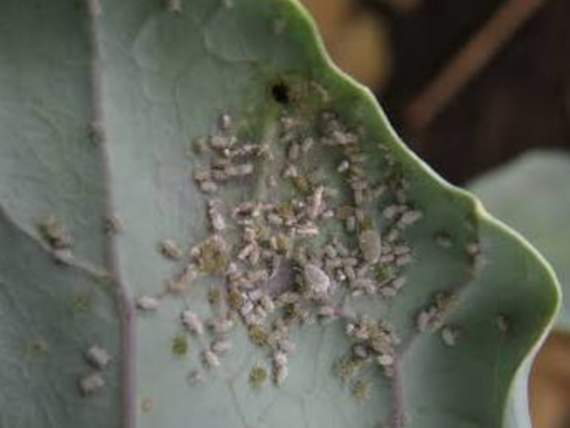 Kupusna lisna vaš (Brevicoryne brassicae) - Slika 1